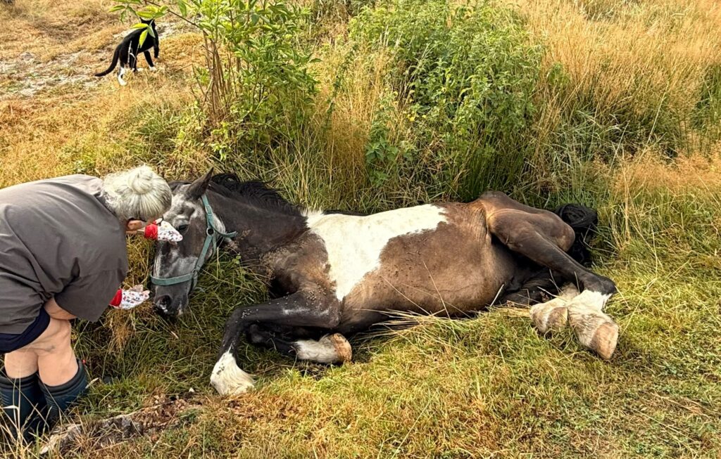 Reizy says goodbye to Fynn the horse in his final minutes